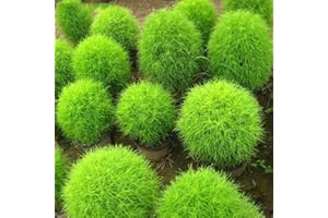 Kochia Scoparia Plants Seeds100+ Organic Summer Cypress Grass Herb Grass Clover Plants Easy to Grow Foliage Plant Bulbs Seeds