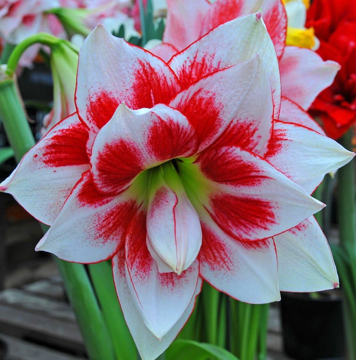 Elvas Amaryllis Flowering Bulb, Great for