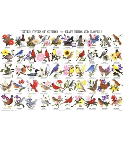 Amazon.com: (24x36) Laminated State Birds and Flowers Educational