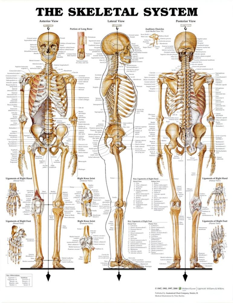 Anatomical Chart The Skeletal System