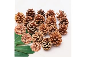 QHZHANG Christmas Bulk Package of Natural Pinecones for Home Party Decorations-25 Pack (1)