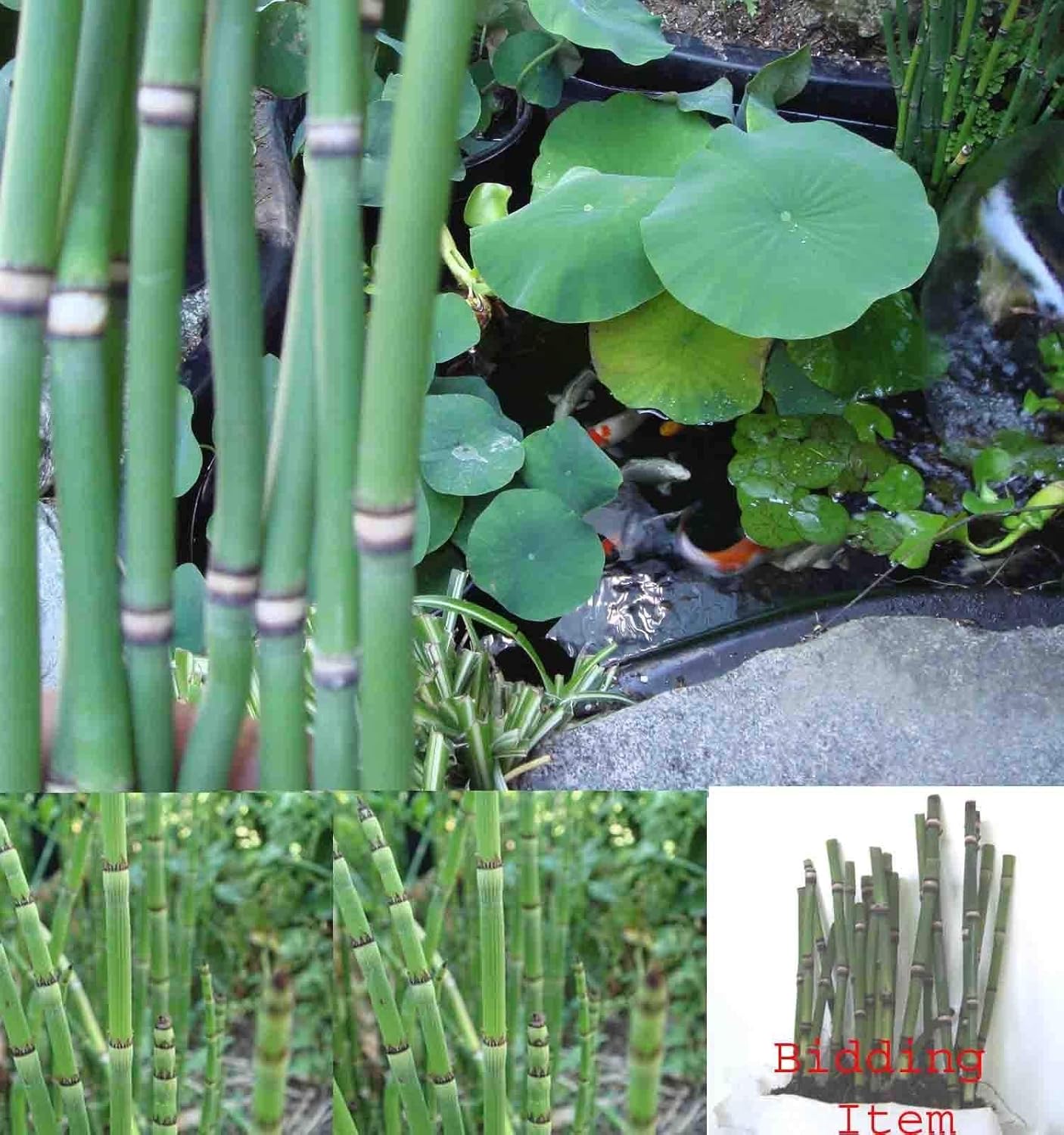 10 X Horsetail Plants for Koi Pond Bamboo Garden & Outdoor