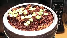 Amazon.com: Modern Sprout Garden Jar, Basil: Home & Kitchen