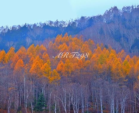 Amazon Co Jp 風景写真ポスター 長野県蓼科高原の秋41 信州の自然を最高級の素材とこだわりのプリントで再現 サイズ 59 4 50 0cm ホーム キッチン