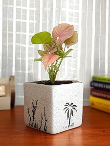 Rolling Nature Good Luck Pink Syngonium Plant in White Square Aroez Ceramic Pot