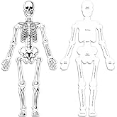 Silipull 15 Pcs Skeleton Floor Puzzle Human Body Double Sided Puzzle | Human Anatomy Learning Toys Halloween Skeleton and Bones Anatomy Body Parts Model Educational Toy
