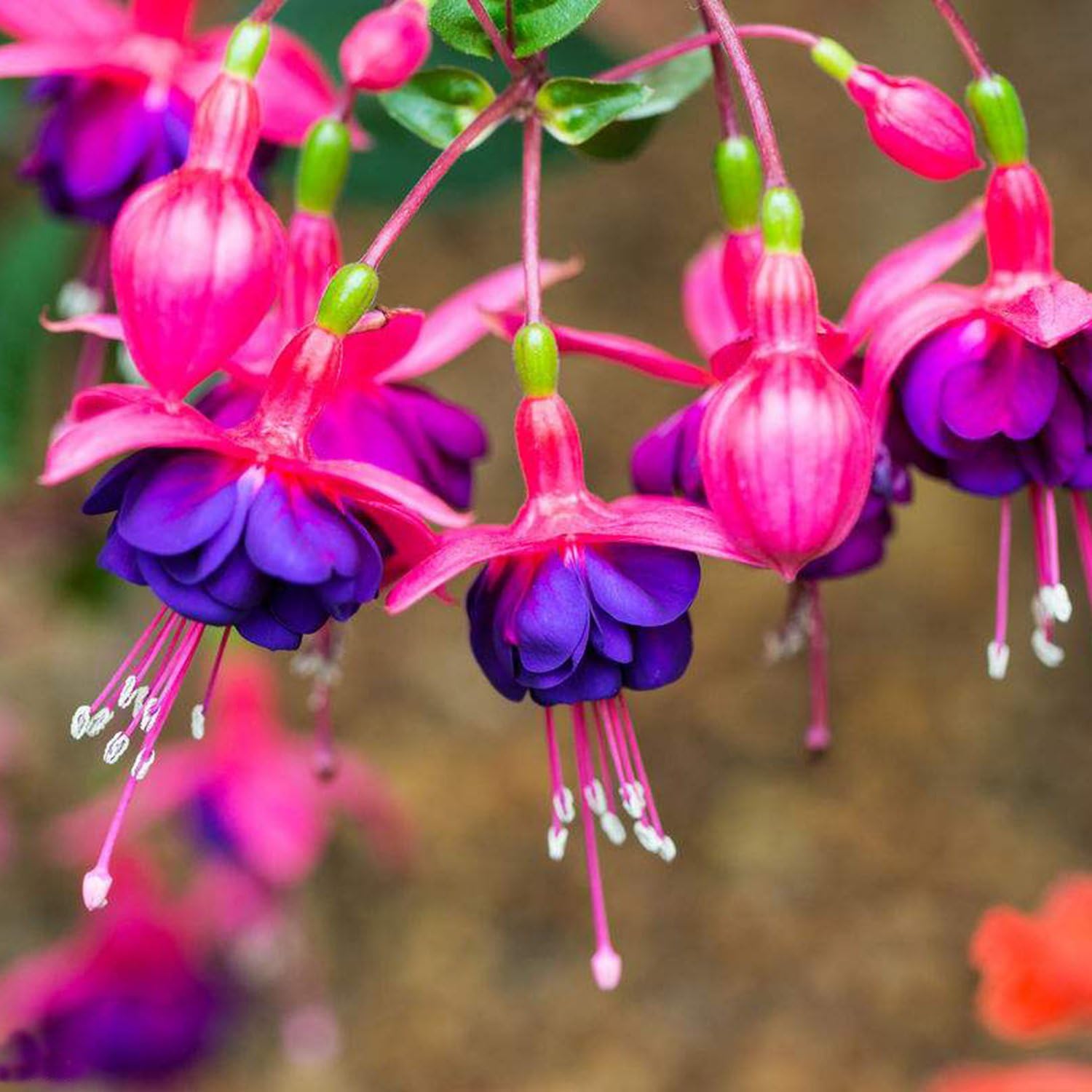 Фуксия Семенами Выращивание Купить