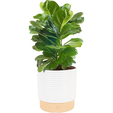 Amazon Best Sellers: Best Live Indoor House Plants