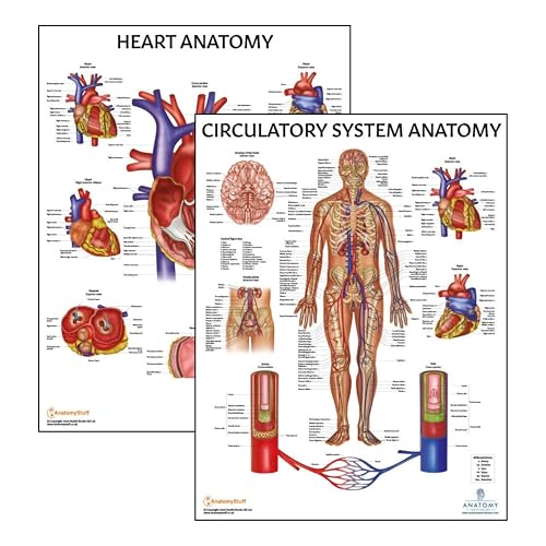 Anatomy Lab 2 PACK Circulatory and Heart Anatomy Poster Set, LAMINATED ...