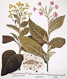 Tobacco Rustica 1613 Nyellow-Flowered Wild Tobacco