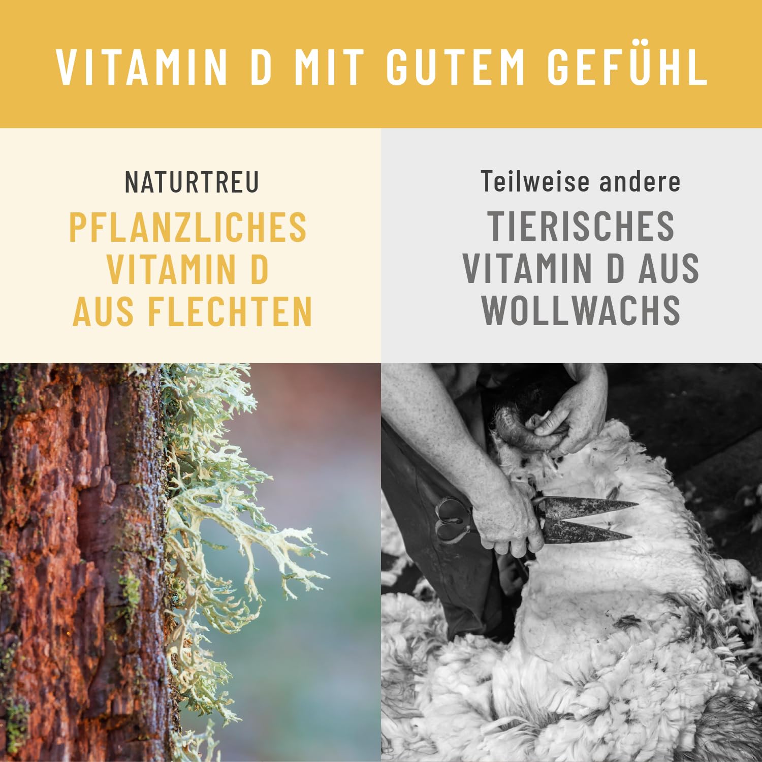 NATURTREU® Vitamin D3 K2 Tropfen hochdosiert & vegan - 100% pflanzlich (ohne tierisches Lanolin) - 1000IE Vitamin D + Vitamin K2 - Sonnenfreund 5