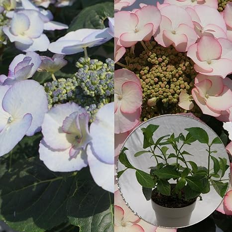 Amazon Co Jp 空色のしずく苗木5号鉢 あじさい苗 あじさい アジサイ 紫陽花 花鉢植え 花 ホーム キッチン
