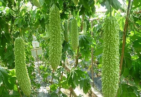 Amazon.com: Jardín vegetal orgánico de hojas de color verde ...