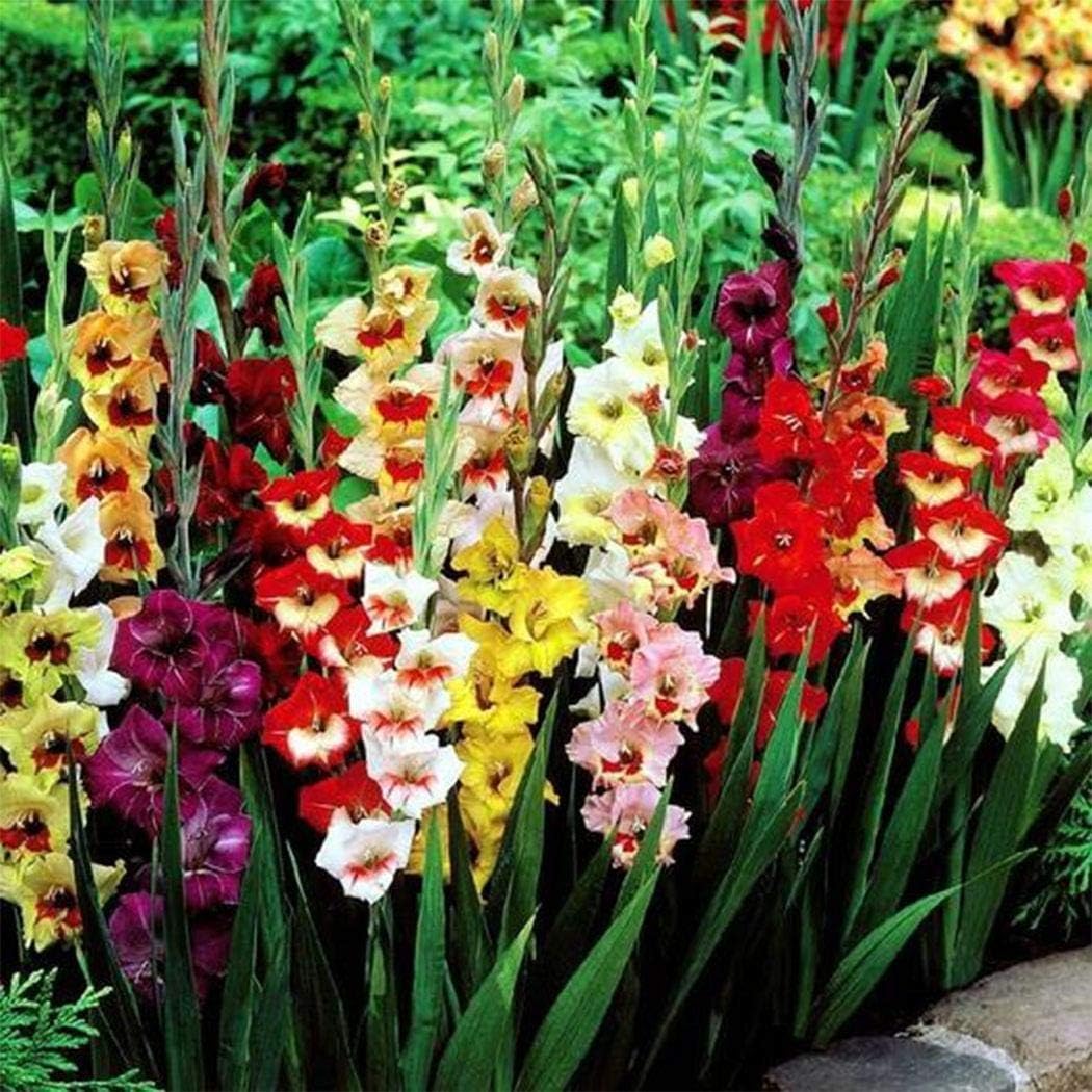 TOMASA Seedhouse- 50pcs mezcla de gladiolo gigante, loro de jardín ...