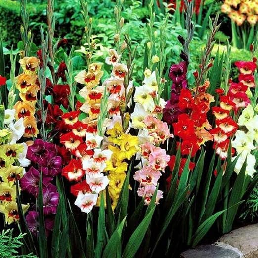TOMASA Seedhouse- 50pcs mezcla de gladiolo gigante, loro de jardín ...
