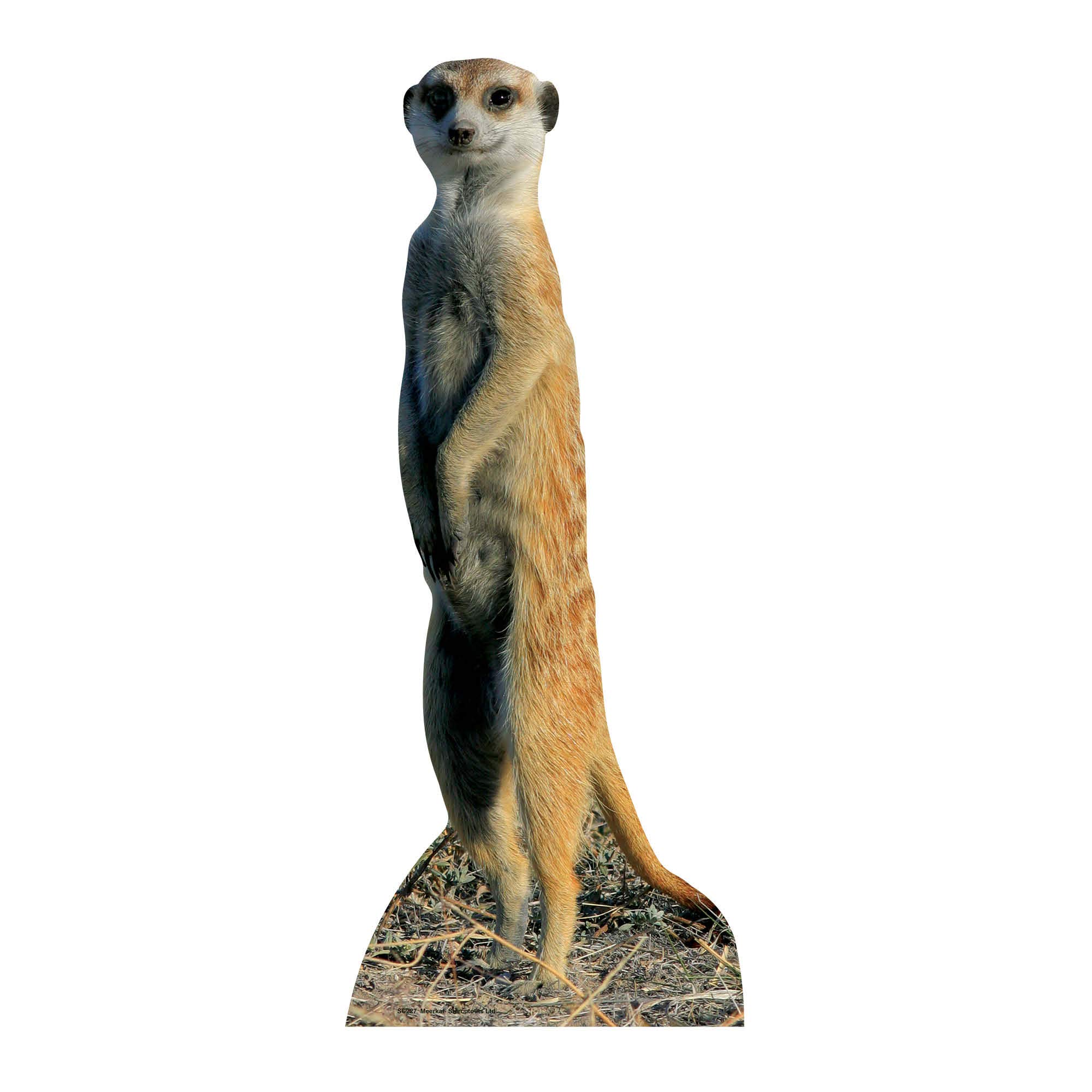 Star Cutouts Cut Out of Meerkat