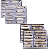 LVDXVG False Teeth Fake Teeth Model, 168pcs Teeth Upper and Lower Synthetic Resin Teeth for Teaching Display DIY Halloween (23A3)