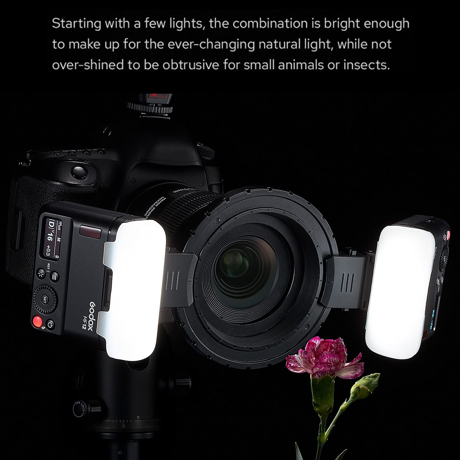 Godox MF12 MF12-K2 Macro Flash Off-Camera TTL Flash Speedlite 12W, 2.4G Wireless Control,TTL/M Mode,Built-in 3.7V/6.29W Lithium Battery, Compatible with Nikon, Sony, Canon, Fuji, Olympus and Panasonic