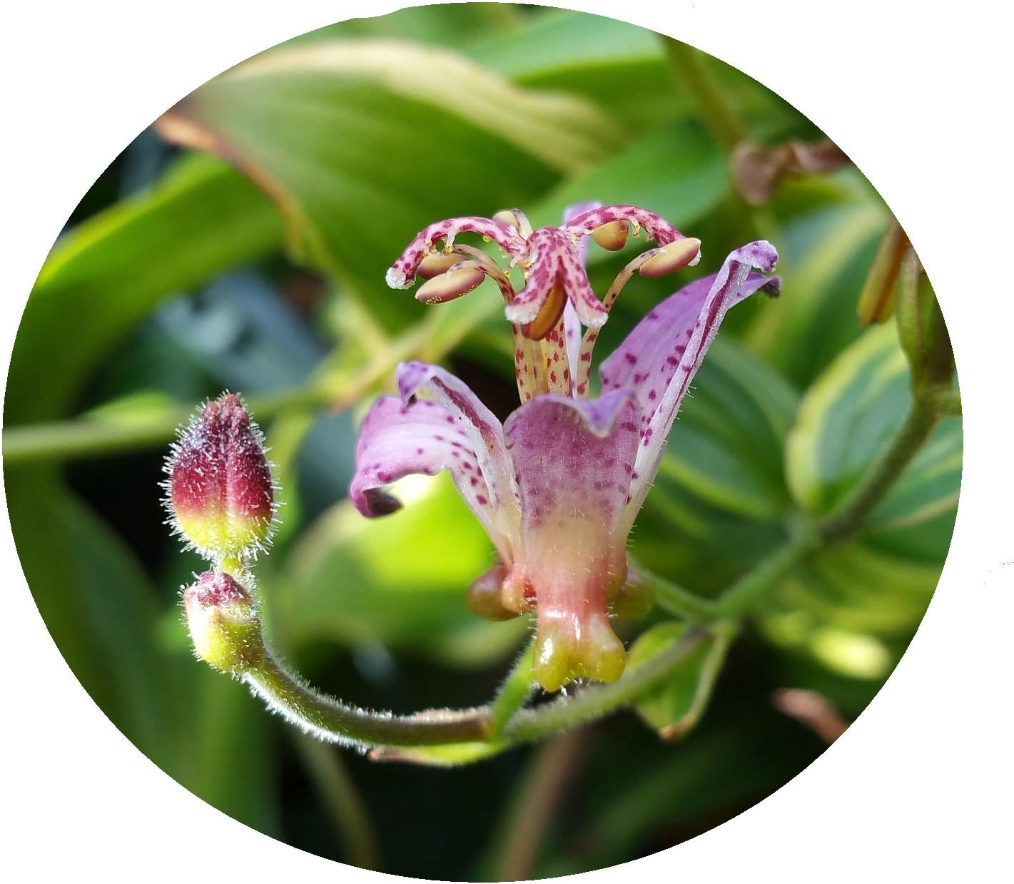 Toad Lily Variegated Live Tropical Plant Shade Garden Tricyrtis Samurai Ground Cover Tiny Purple Flowers Starter Size 4 Inch Pot Emeralds TM