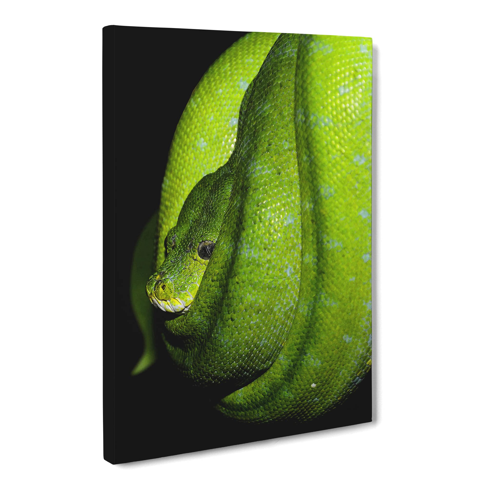 Green Tree Python Snake Vol.4 Canvas Print | Gallery Wrapped 30mm Frame Wall Art | 20x14 inches | Ready to Hang | Modern Animals Picture | Living Room Bedroom Lounge Office