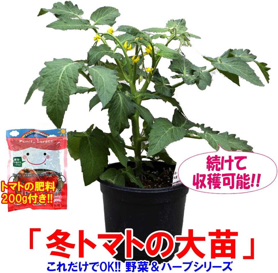 Amazon 冬トマトの大苗 18cm鉢大苗1個売り 秋冬栽培向け矮性ミニトマト トマト専用肥料付き 秋冬も収穫できる切り口がかわいいハート型の矮性ミニトマト品種 背が高くならないので長い支柱不要 大苗なのでお届け後 約1か月で収穫開始 その後 約3か月の間収穫を