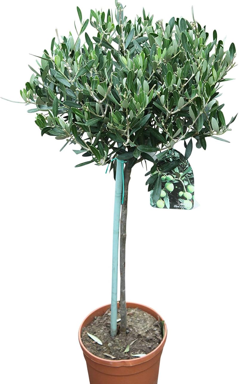 Olea Europaea Olive Grove Half Standard Established Plant Approx 100 cm