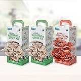 Back to the Roots Organic Mushroom Grow Kit 3-Pack: Oyster, Oyster & Pink-Harvest Gourmet Mushroom in Just 10 Days