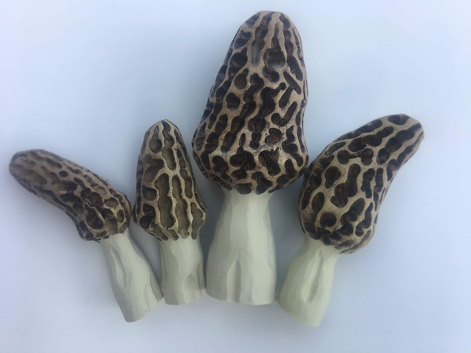 Morel Mushroom Garden Kit Handmade
