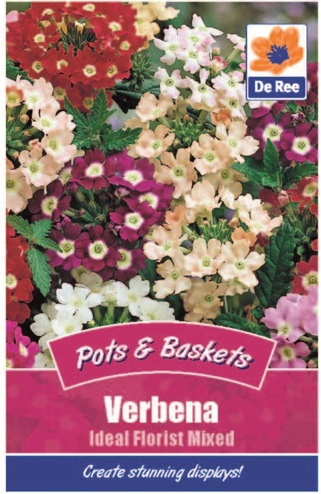 2 Packs of Verbena Ideal Florists Mix Seeds, Approximately 350 seeds per pack, 700 in total