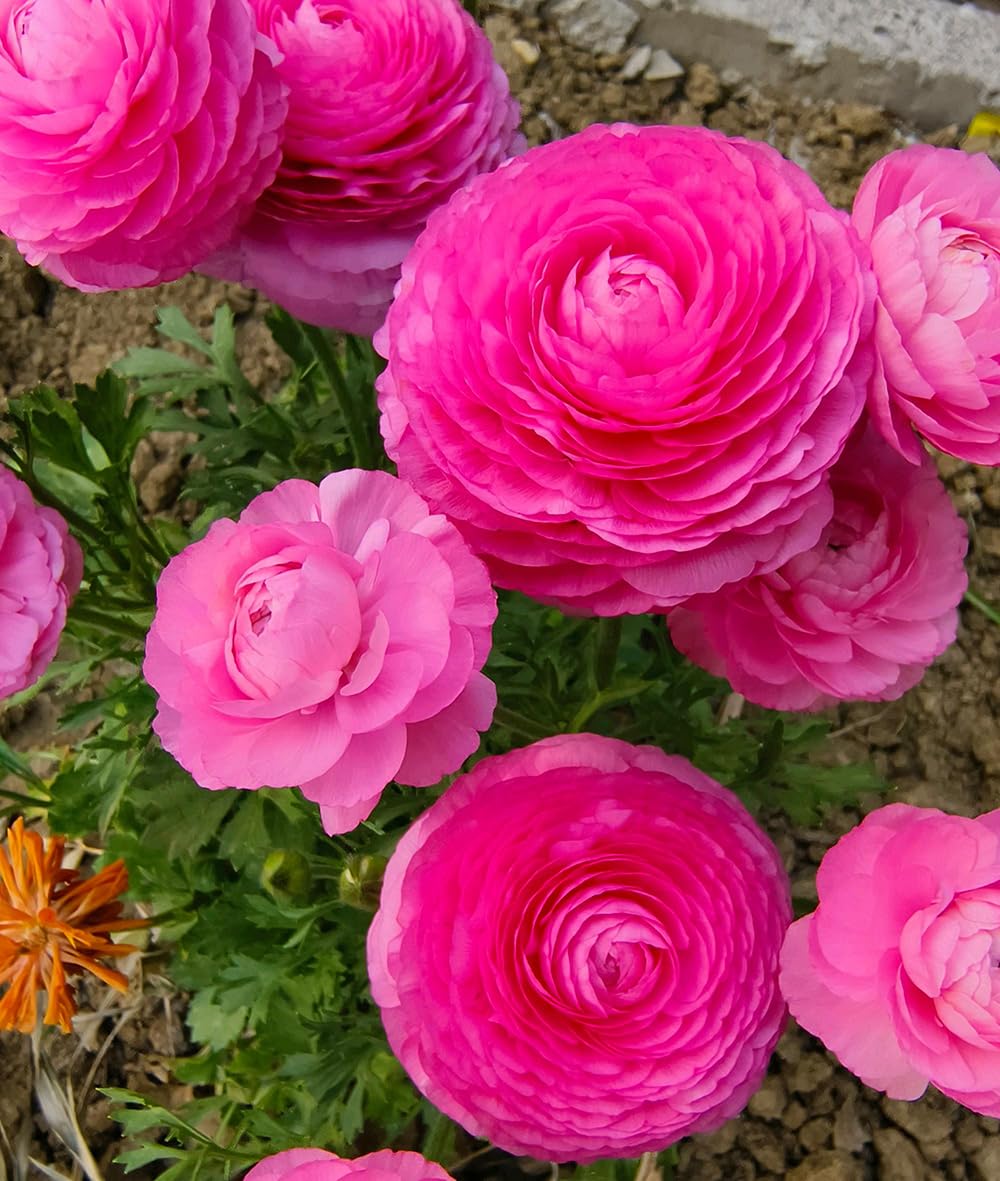 Photo 1 of 15pcs Mixed Peony Ranunculus Bulbs Corms Flower Bulbs Garden Blooms Planting (Pink)
