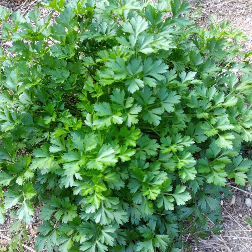 Amazon Co Jp ハーブ 苗 イタリアンパセリ 3号ポット苗 ホーム キッチン