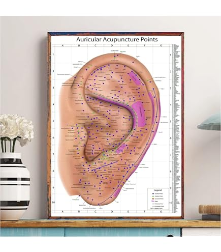 Anatomy Education Chart Human Ear Anatomy Chart - 20x26