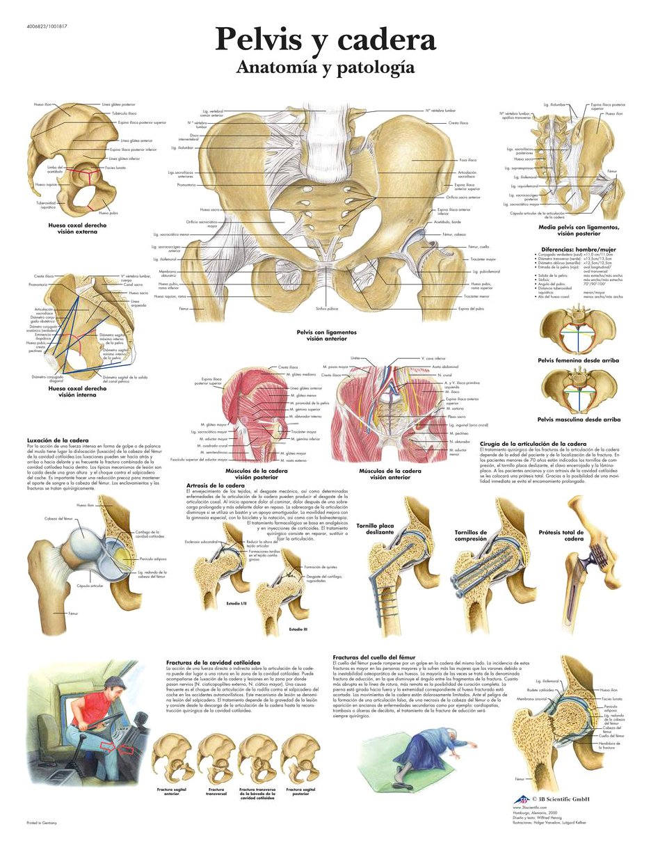 3B Scientific VR3172L Printed On Paper, Pelvis & Hips, Anatomy & Pathology