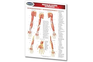 Muscular System Guide: Extremities - Medical Chart - Laminated Quick Reference Guide by Permacharts