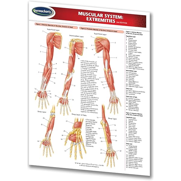 The Hand: QuickStudy Laminated Reference Guide: Perez