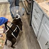 BRO Large Dog Mobility Sling Back Hind Leg Lifting Harness Reflective Straps view 9
