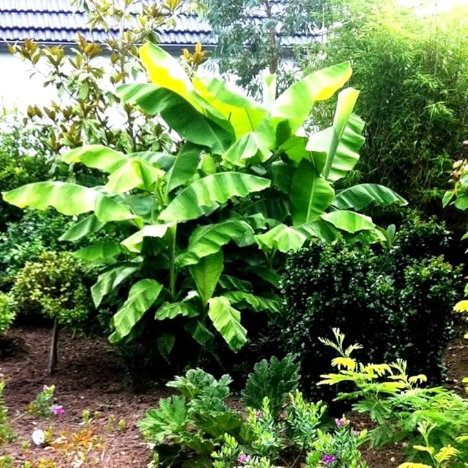 Future Exotics Musa Basjoo winterharte japanische Bananen frosthart 58-60 cm