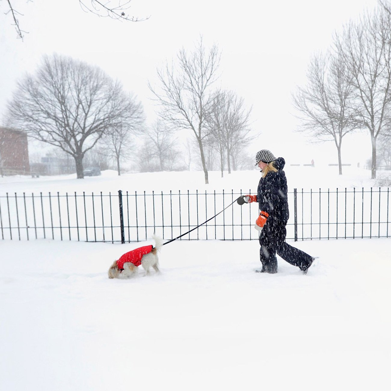 WINSEE Retractable Dog Leash 5M Extendable Leads for Small Medium Dogs One Button Lock with Reflective Belt Black