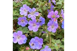 25 Rozanne (Gerwat) Geranium Seeds for Garden Planting
