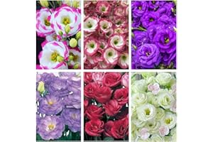 1000+ Double Bloom Lisianthus Seeds Mix - Premium Cut Flower Seeds for Bouquets, High Germination Rate, Indoor/Outdoor Potted