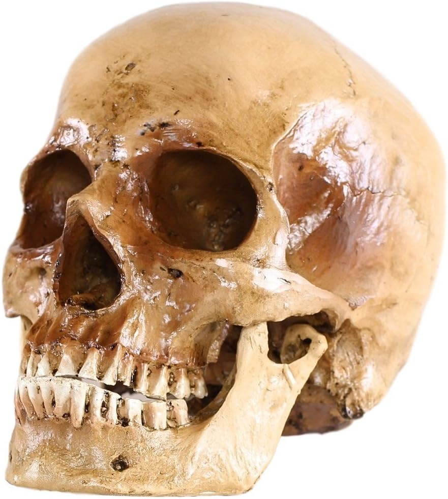 S24.5074 Human skull for decoration, 2 part