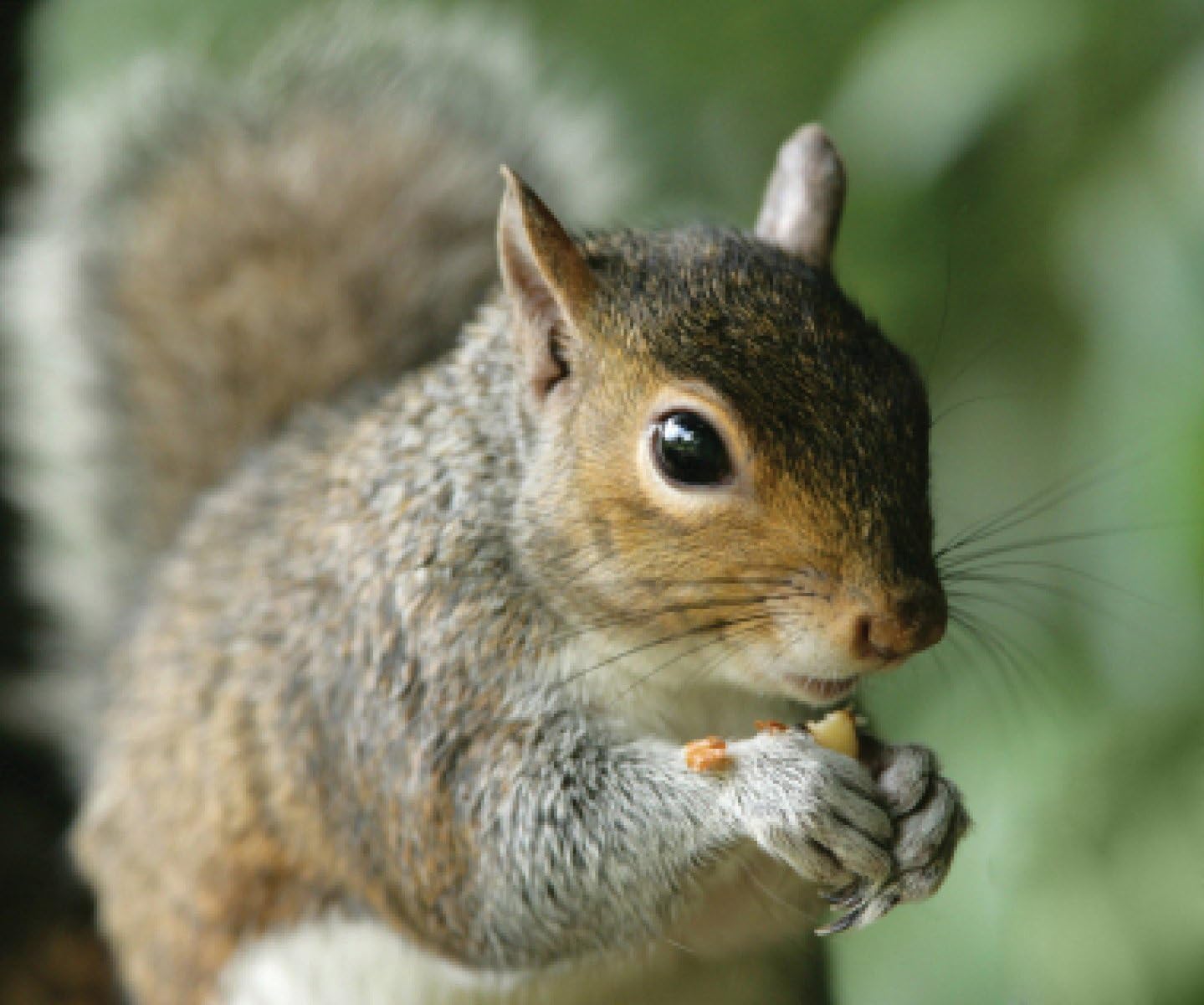 Audubon Park 12243 Critter Crunch Wild Bird and Critter Food, 15-Pounds : Garden & Outdoor