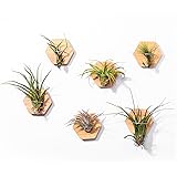 MITIME Air Plants Holders-Real Wood Live Air Plant Holders.Rustic Air Plant Stand,Wall-mounted to save space.(Plants not incl