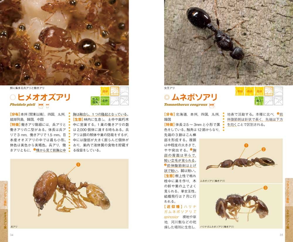 アリ ハンドブック 寺山 守 久保田 敏 本 通販 Amazon