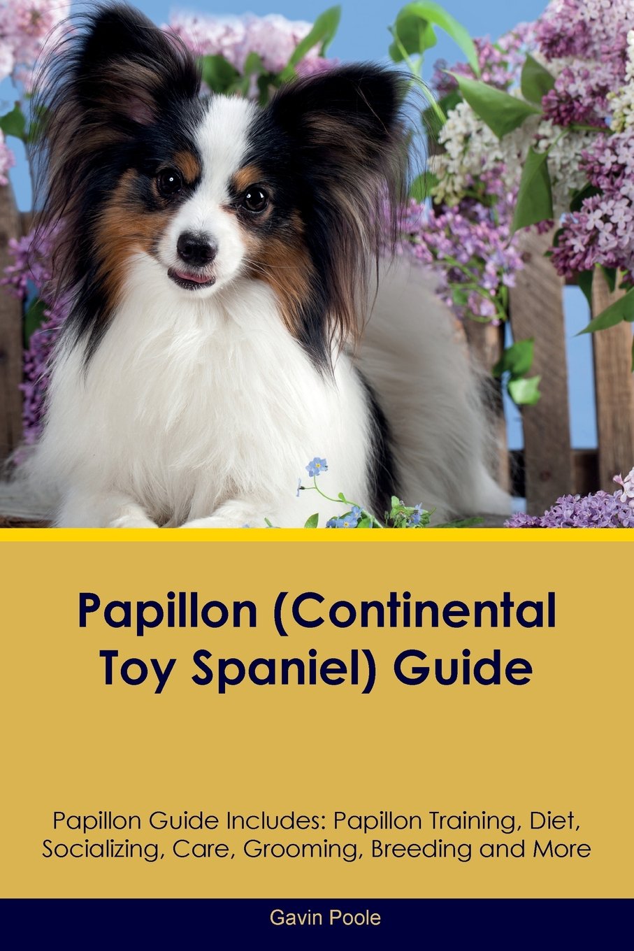 toy papillon