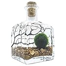 Aquatic Arts Terrarium Kit With Live Marimo Moss Balls - Small Glass Bottle Starter Set for Easy Indoor Plant Terrariums - Natural Centerpiece for Home Decor/Unique Gift Ideas by