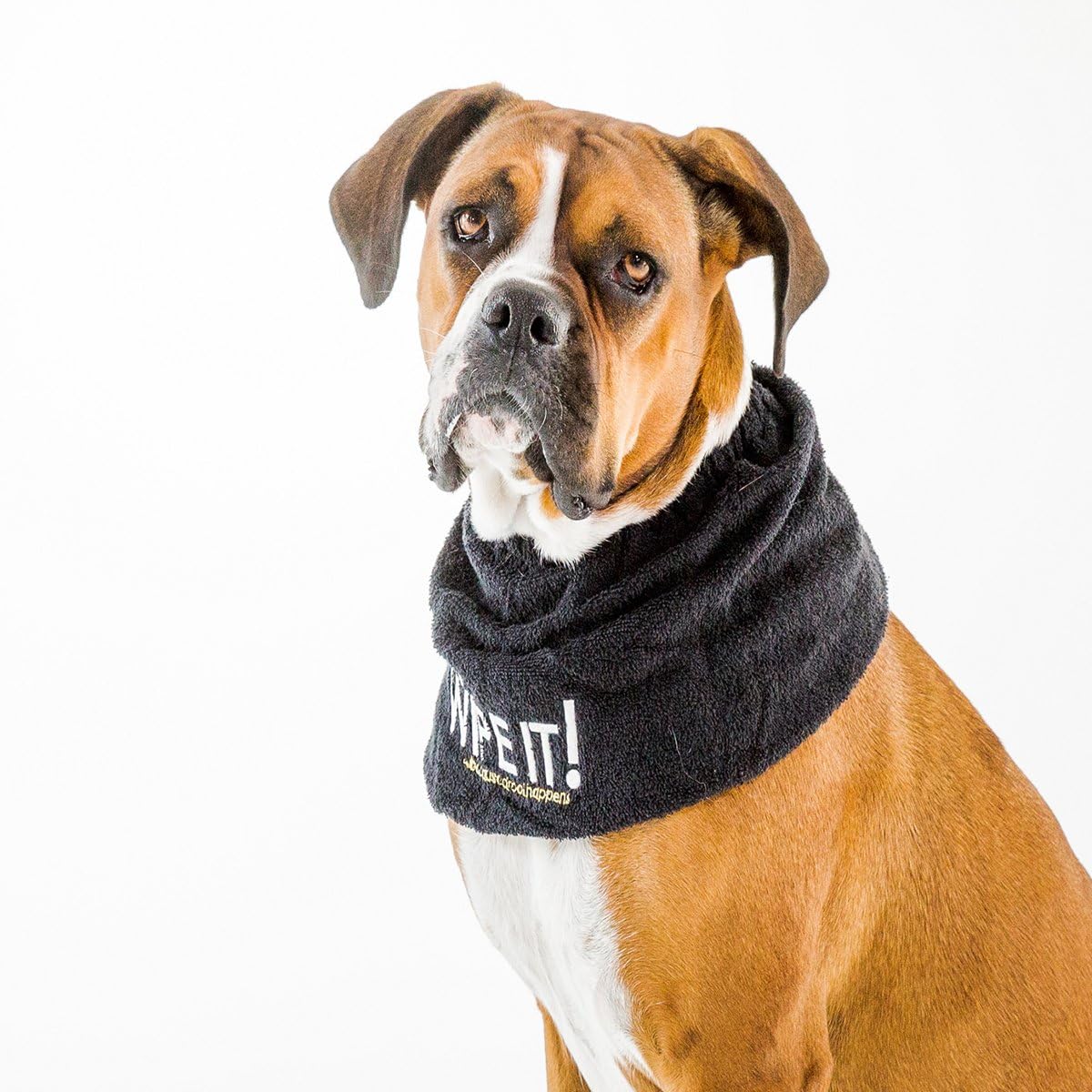 dog wipes mouth after eating