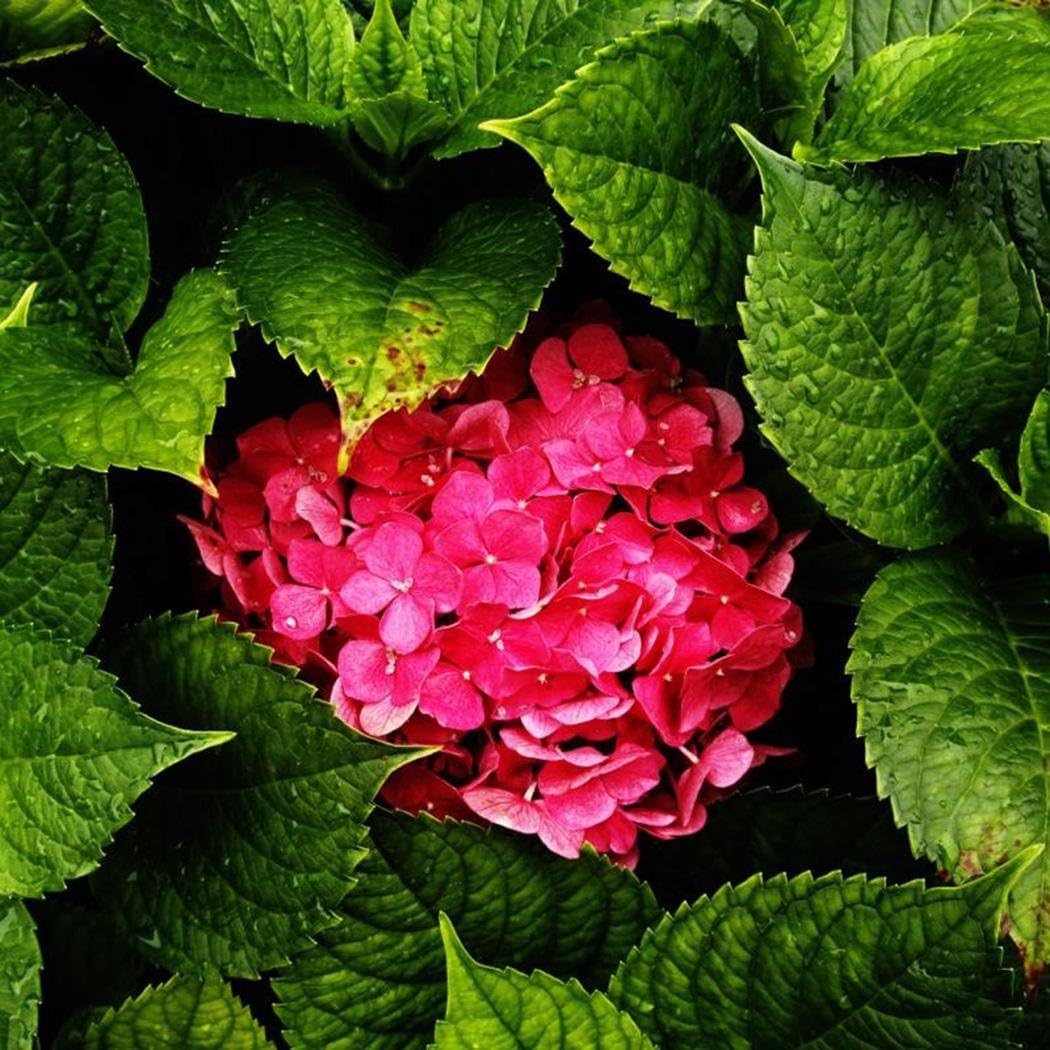 Feriay Seeds-20 pcs/Pack Hydrangea Seed Bonsai Flower Seeds Hydrangea Perennial Garden Home Flowers