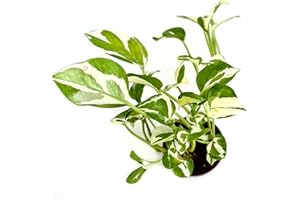 NY CITY SUCCULENTS Live Pothos Plant Njoy 2" - Easy to Care & Grow Vining Live Indoor Houseplant - Air Purifying Trailing Plant in Plant Pot - Flowers for Home Office Room Decor & Giftable