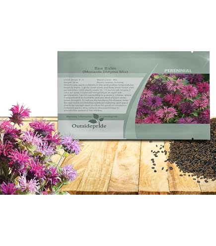 100 Gumball Bee Balm Seeds – Perennial Flower Seeds For Hummingbirds – Monarda